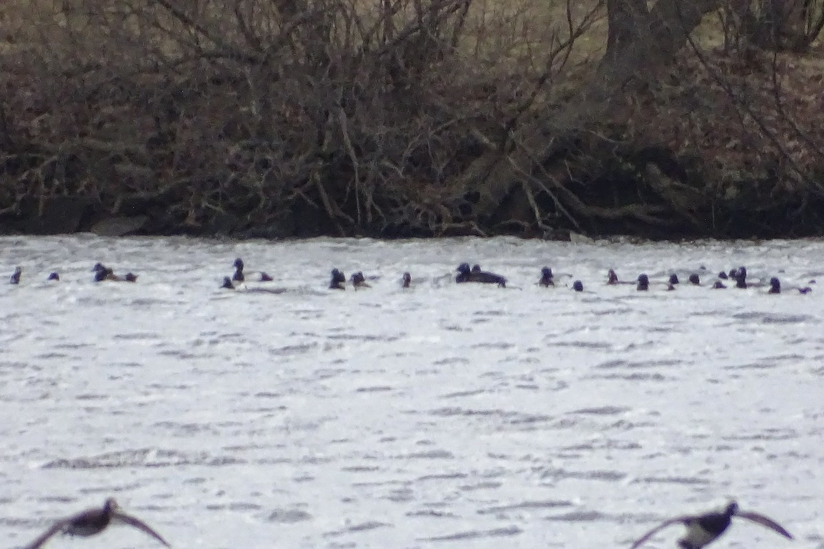 White-winged Scoter - ML441325621