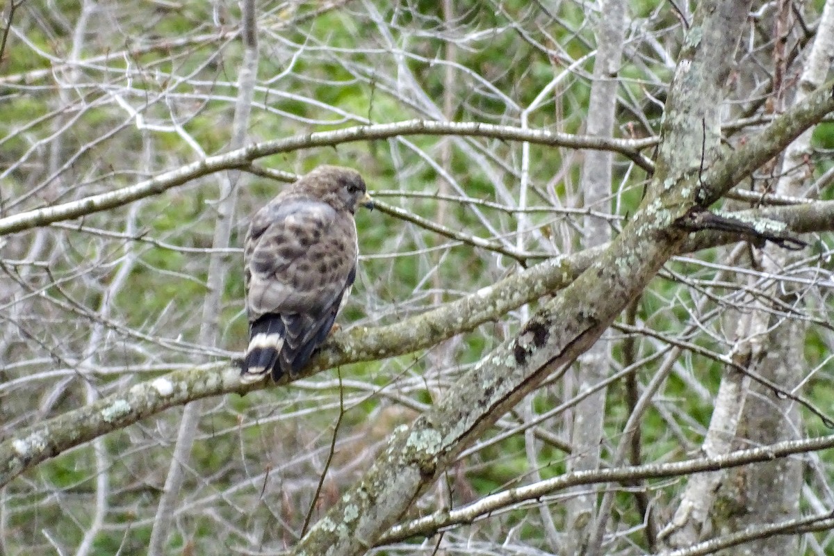 Broad-winged Hawk - ML441325851