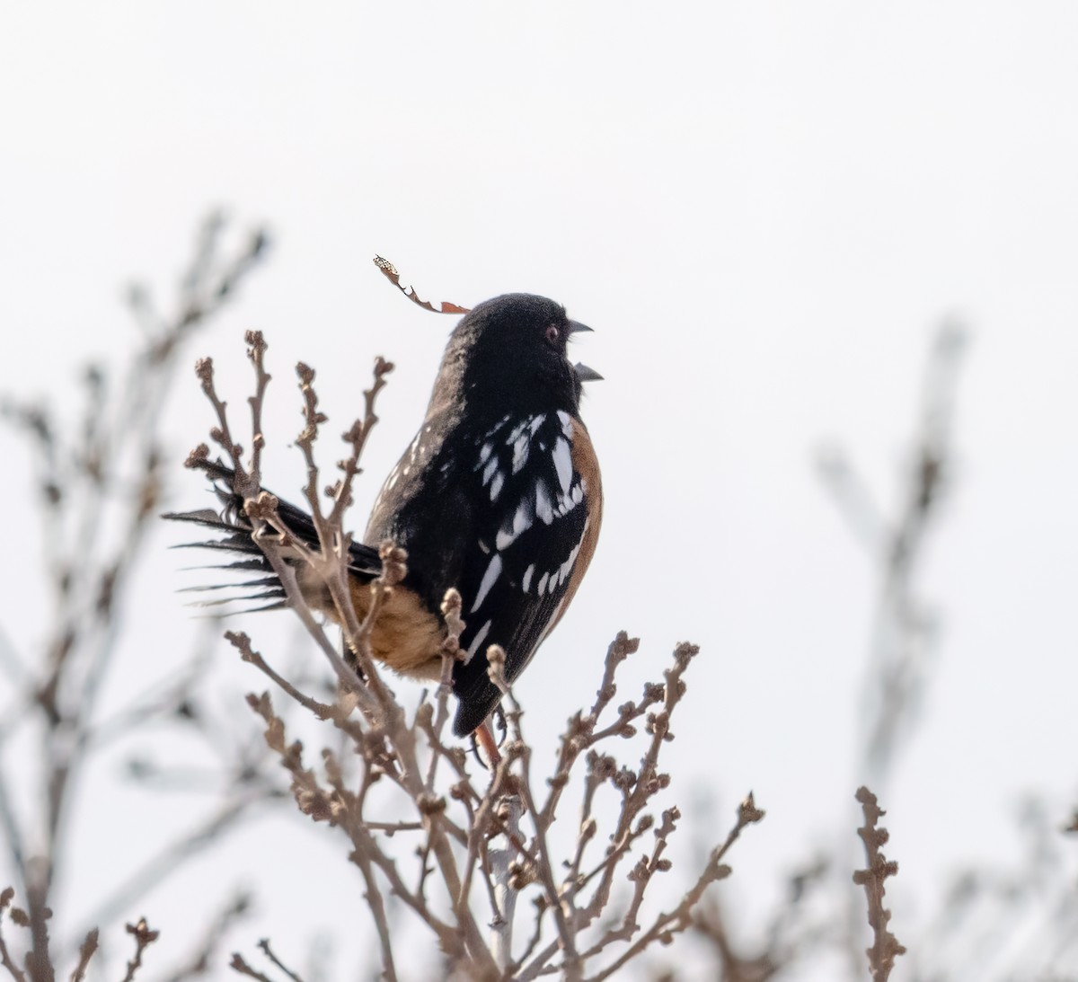 Spotted Towhee - ML441325991