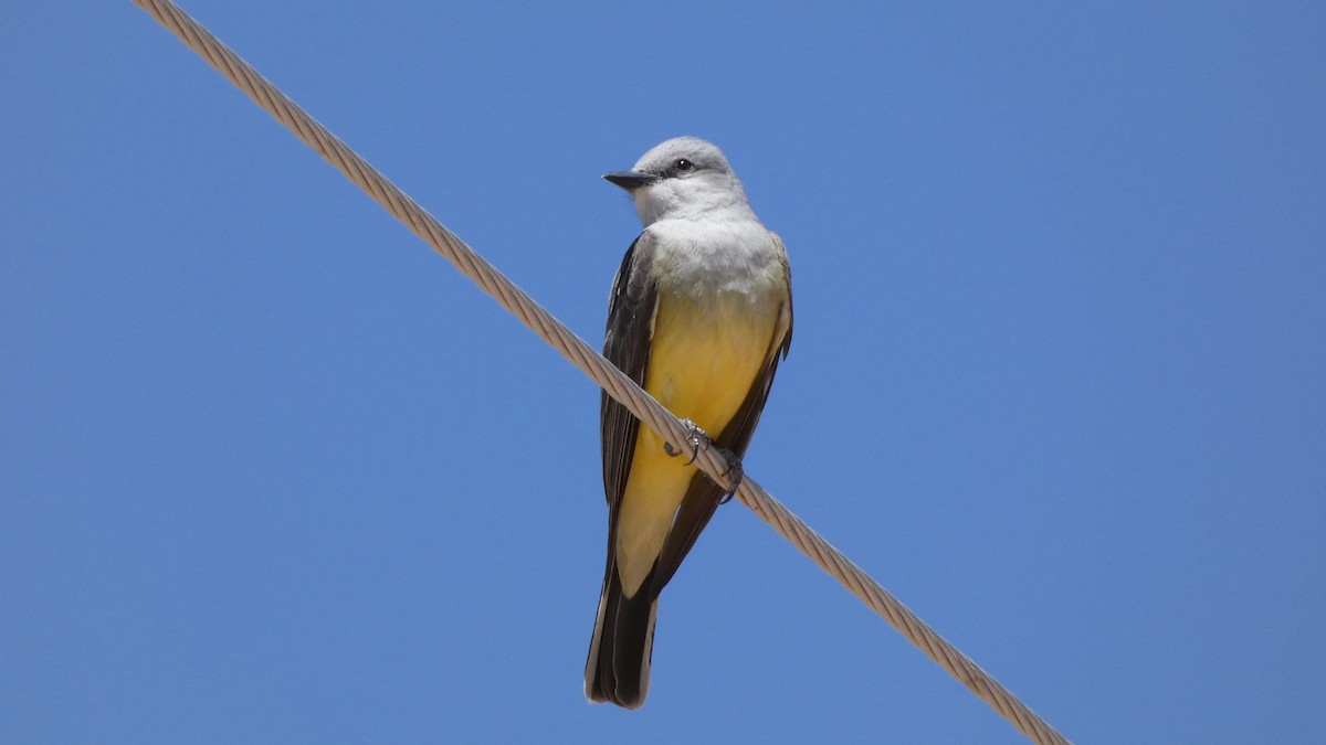 Western Kingbird - ML441326771