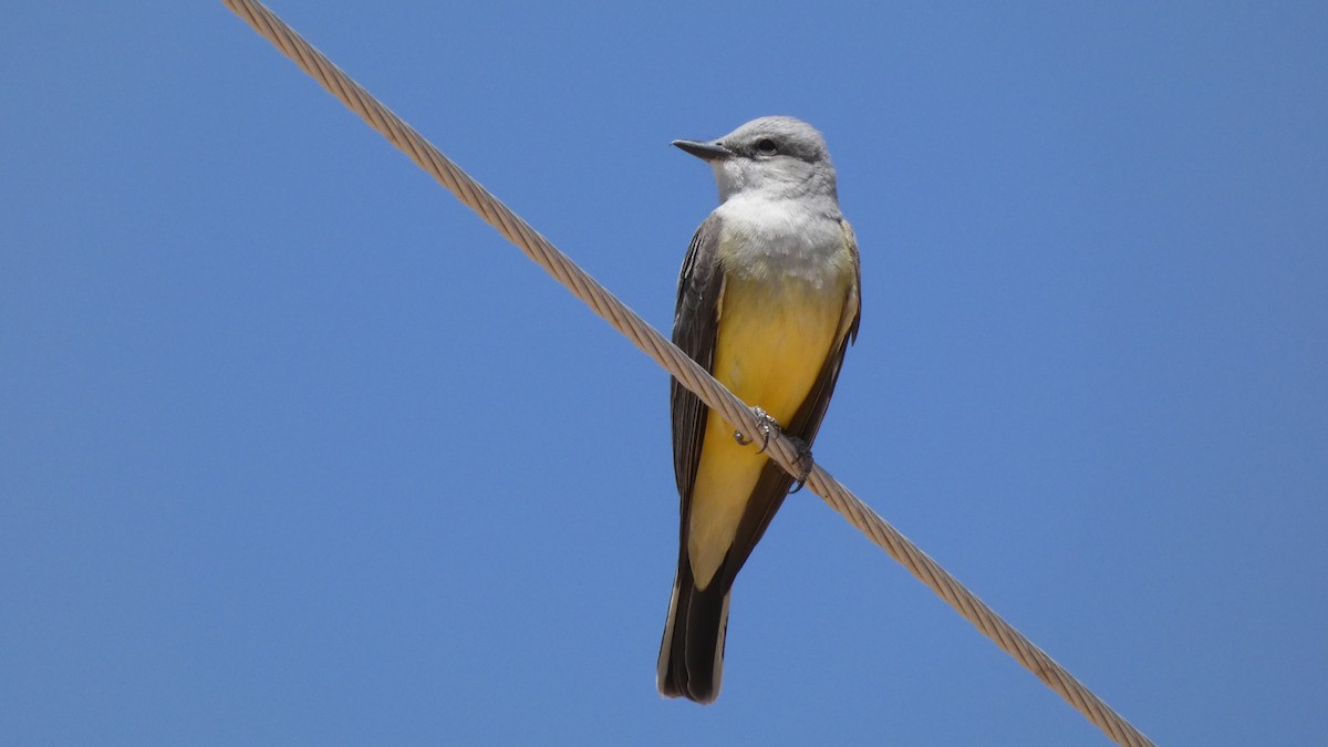 Western Kingbird - Joshua C'deBaca