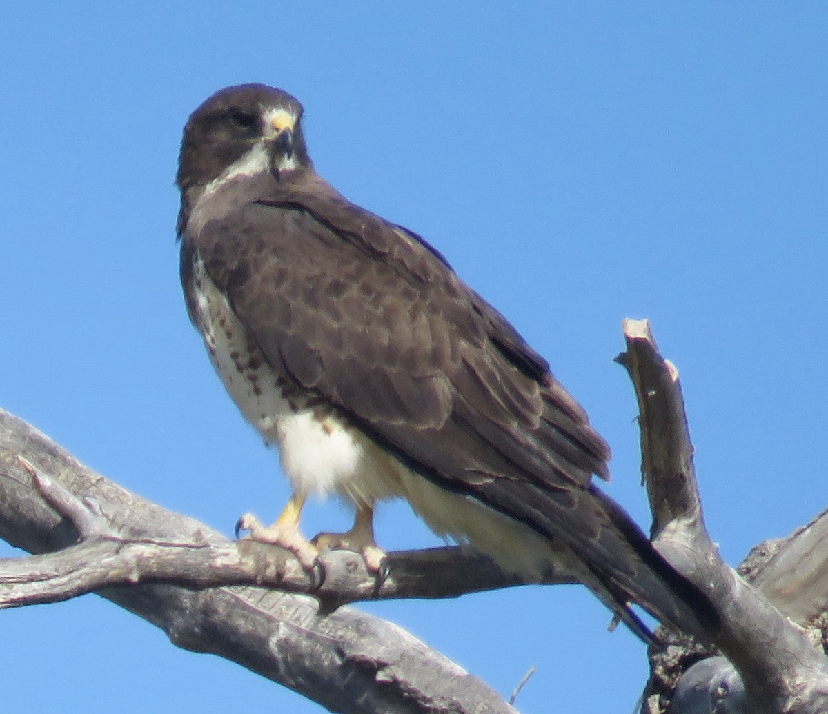 Swainson's Hawk - Robin Gurule