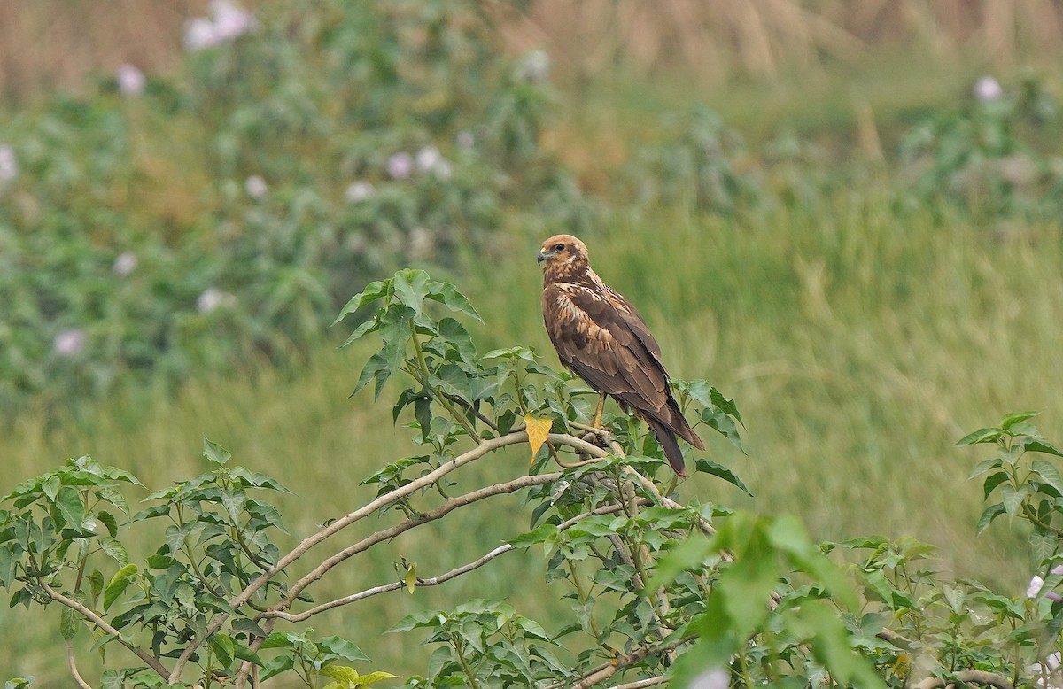 Western Marsh Harrier - ML441328591