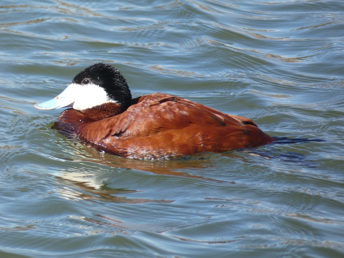 Ruddy Duck - ML441329591