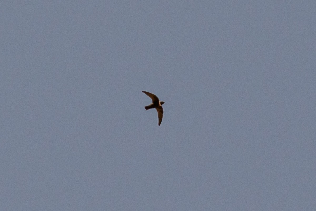White-collared Swift - Victor Hugo Michelini