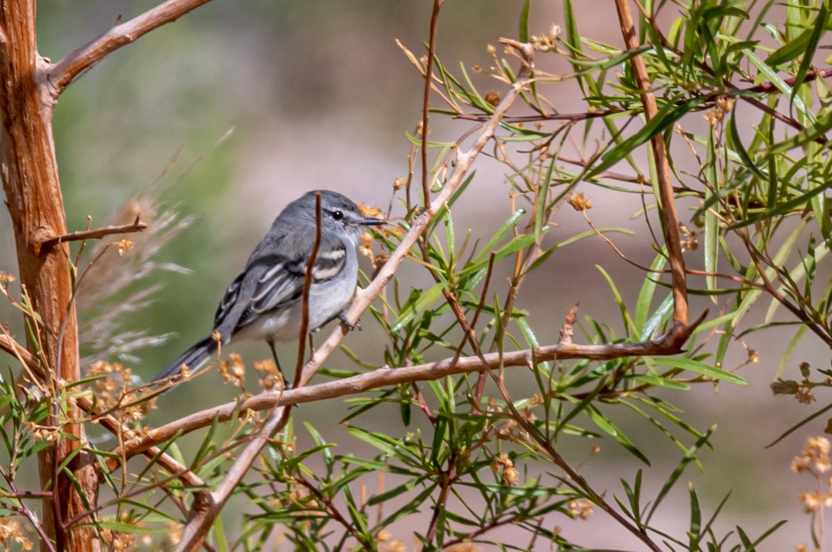 White-crested Tyrannulet (White-bellied) - Victor Hugo Michelini