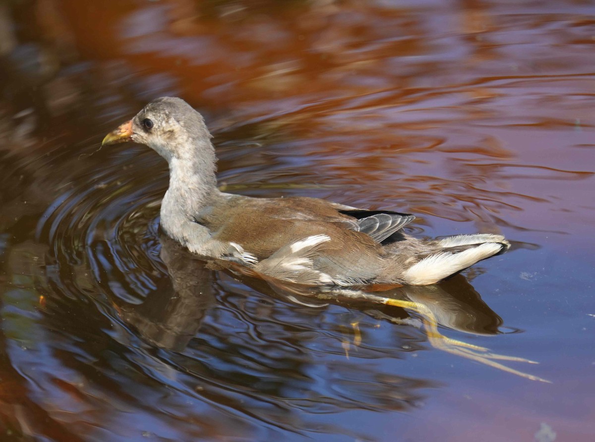 Gallinule poule-d'eau - ML441330751