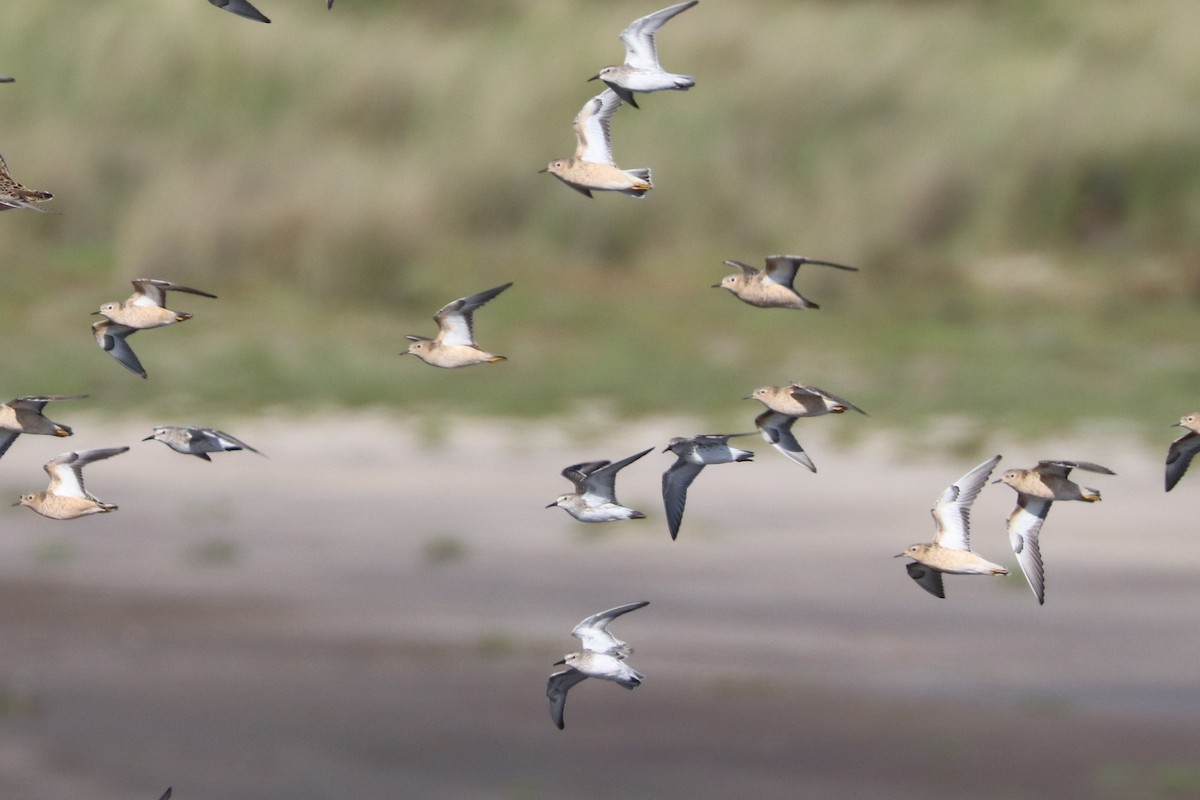 White-rumped Sandpiper - ML441332711