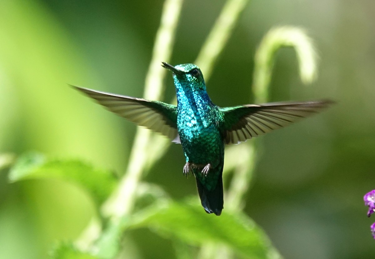 kolibřík modroocasý - ML441333061