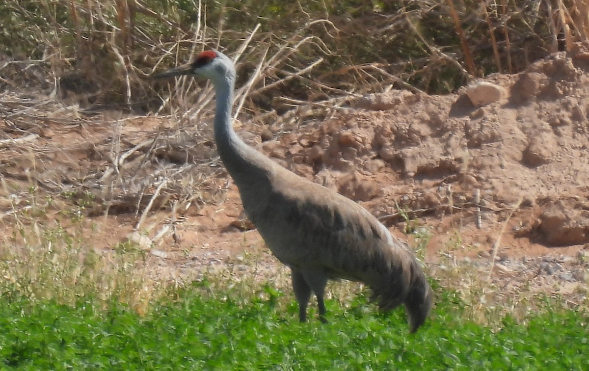 Sandhill Crane - ML441334661