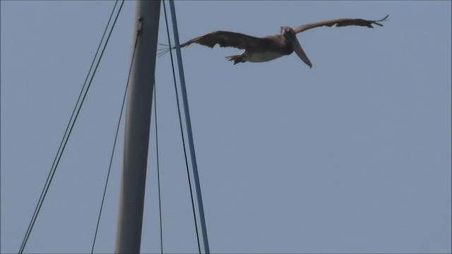 Brown Pelican - ML441335131