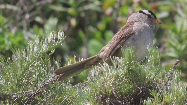 White-crowned Sparrow - ML441335291