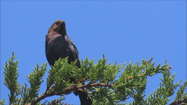 Brown-headed Cowbird - ML441335381