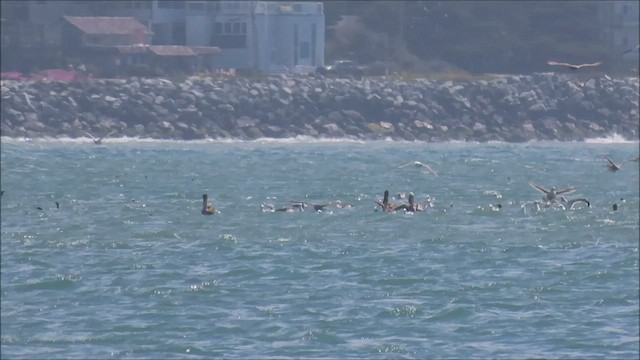 Brown Pelican - ML441335721