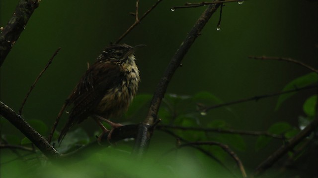 Carolina Wren - ML441336