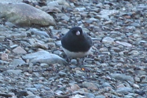 Junco Ojioscuro - ML44133911