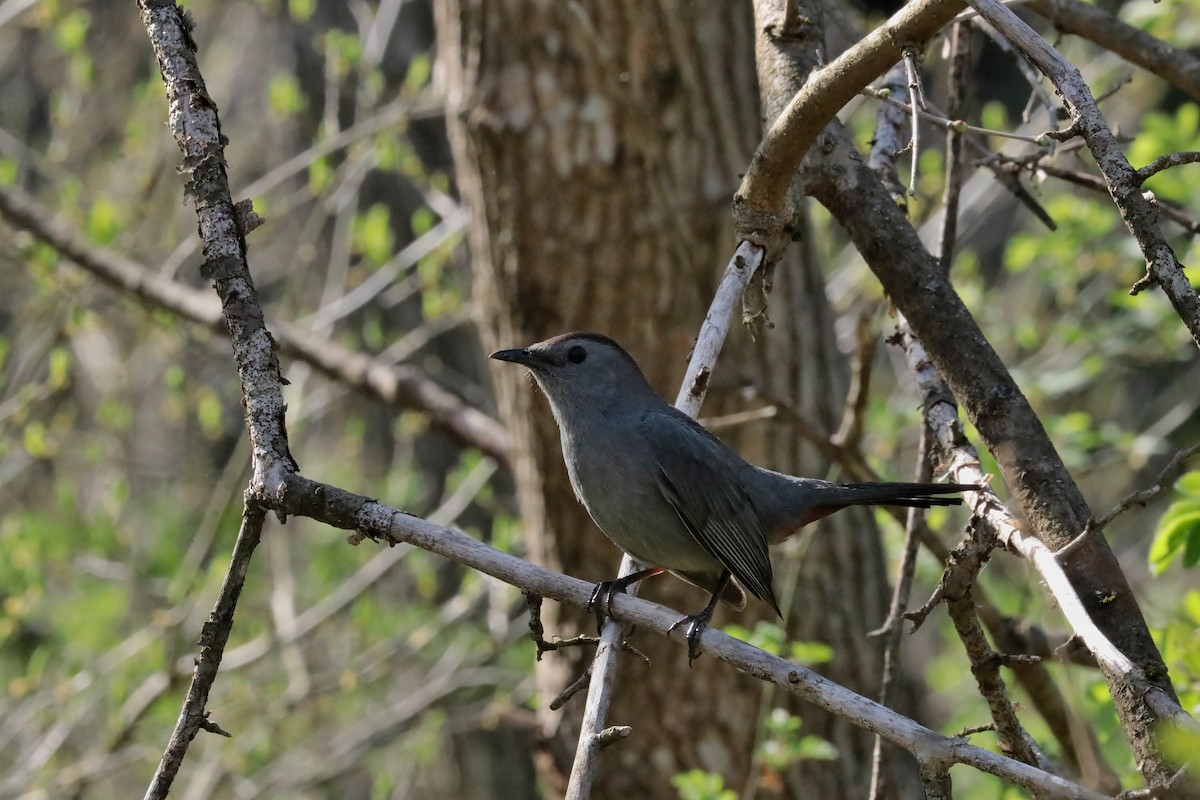 Gray Catbird - ML441340371