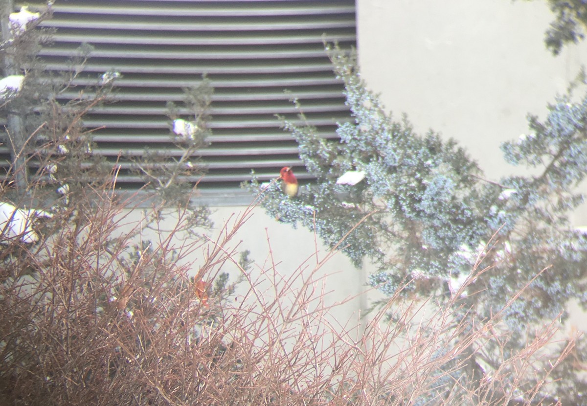 Red-breasted Sapsucker - ML44134201