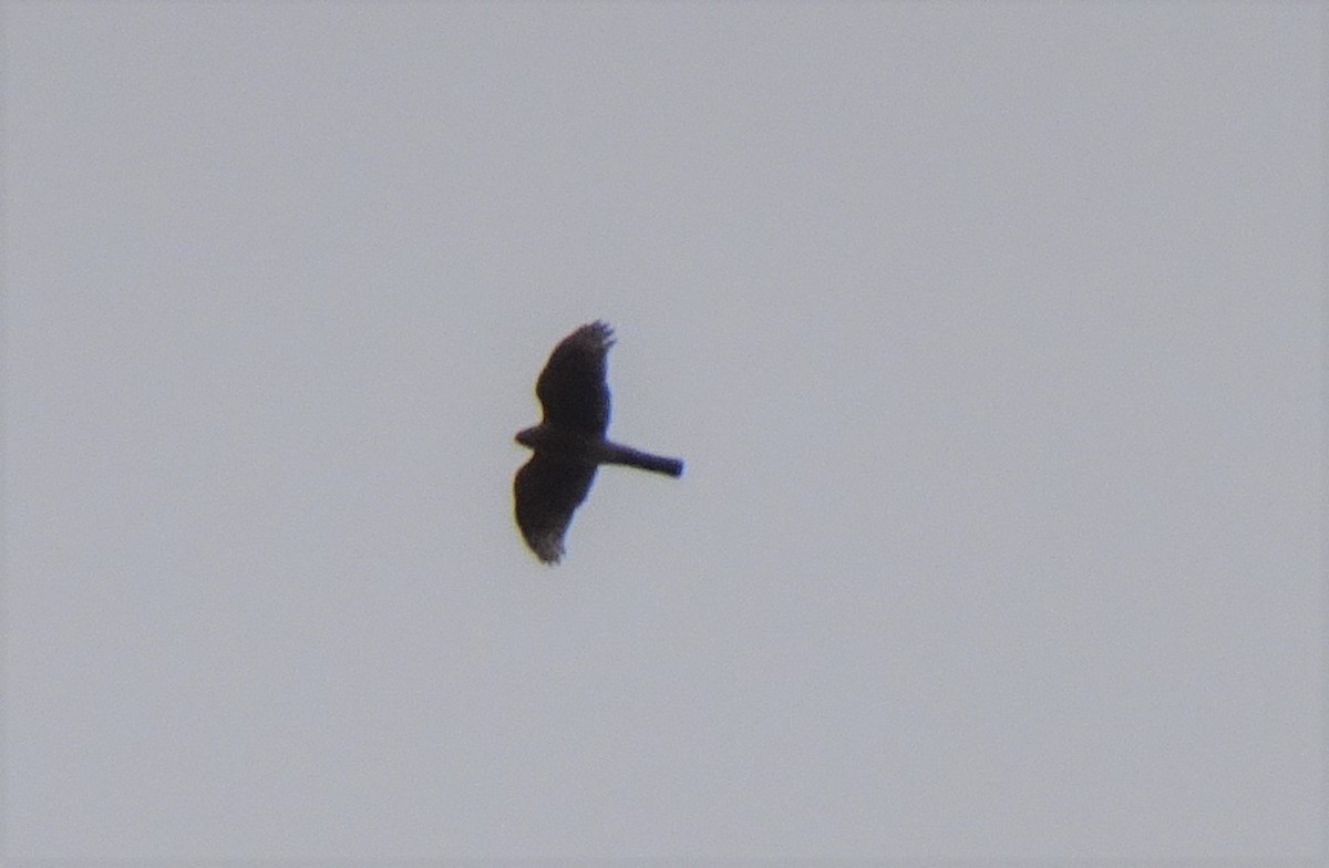 Sharp-shinned Hawk - Paolo Matteucci