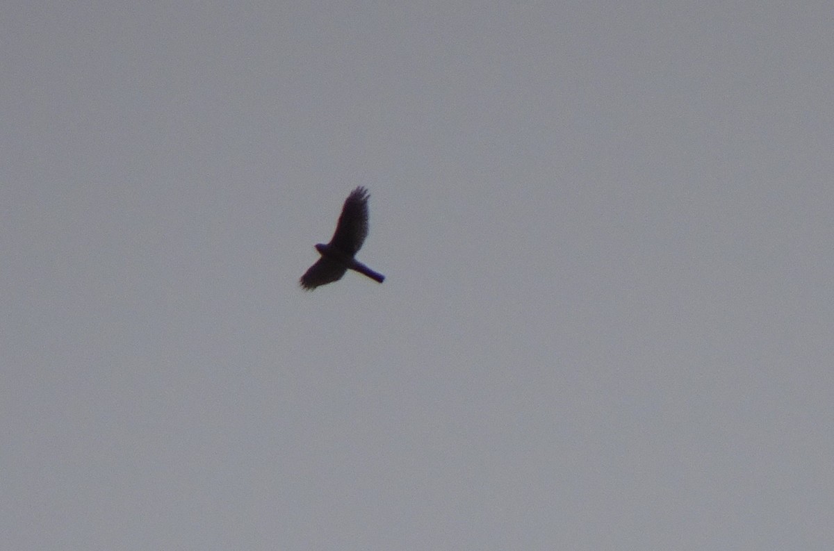 Sharp-shinned Hawk - ML441344151