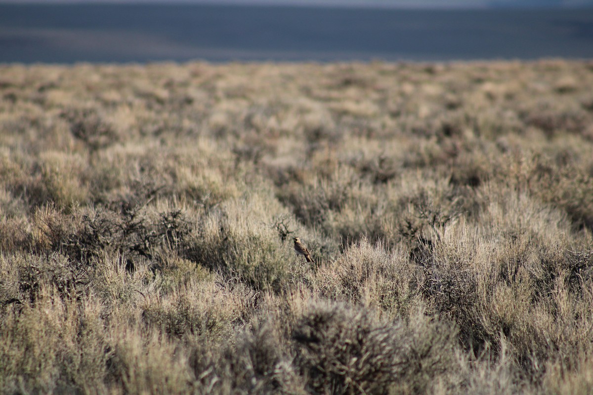 Horned Lark - ML441344811