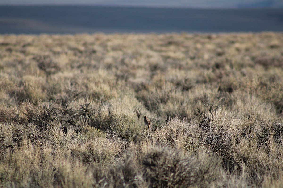 Horned Lark - ML441344821