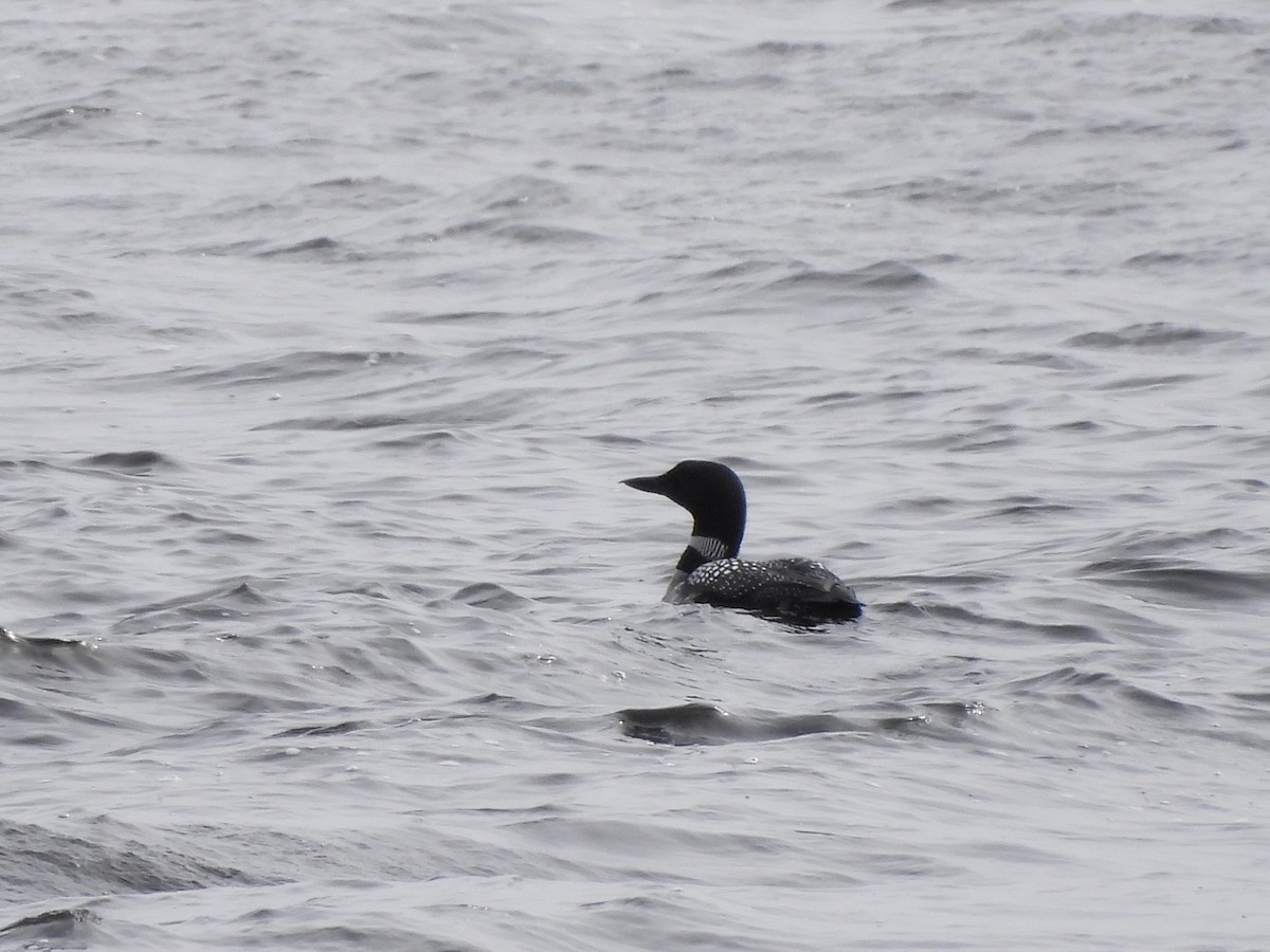 Common Loon - ML441346091