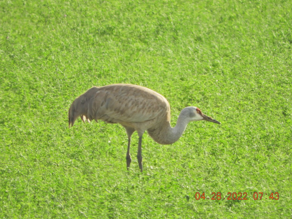 Sandhill Crane - ML441346201