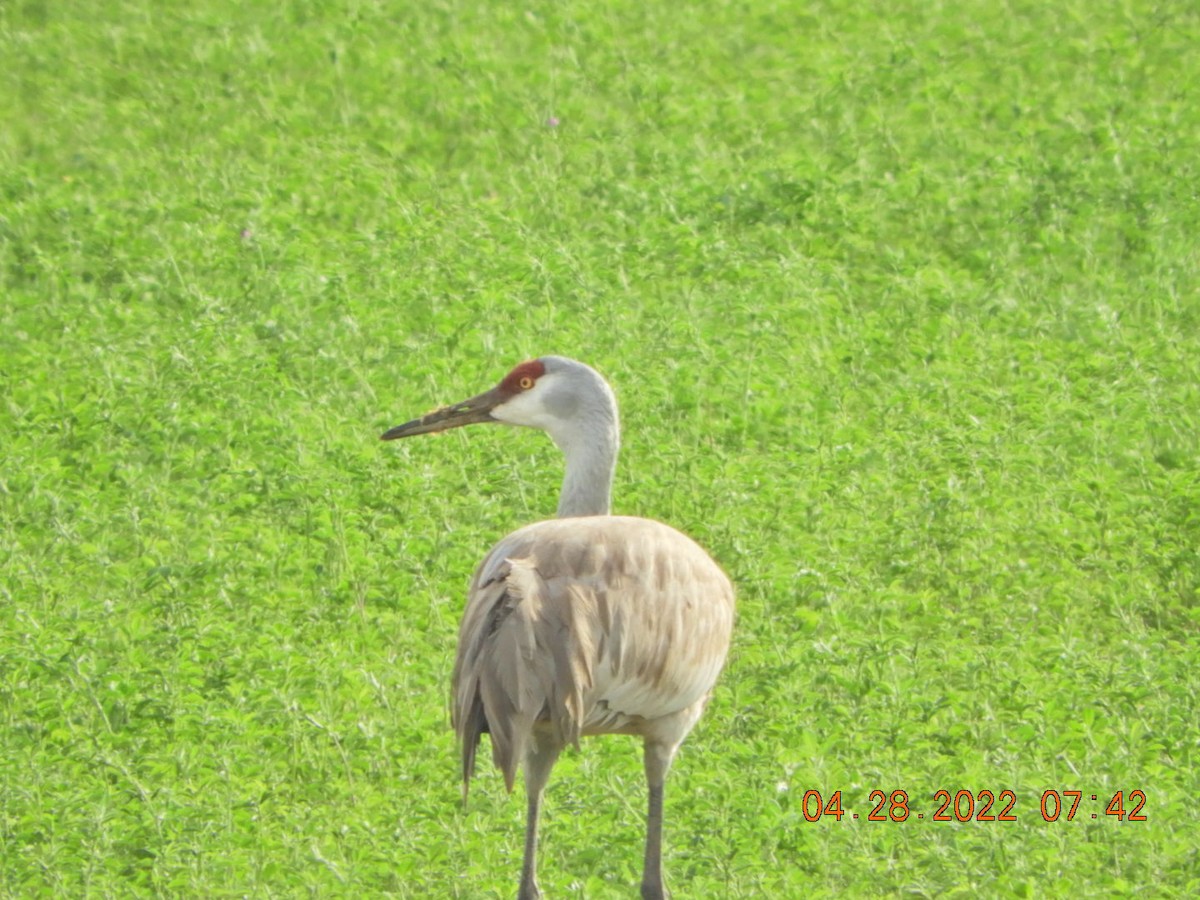 Sandhill Crane - ML441346211