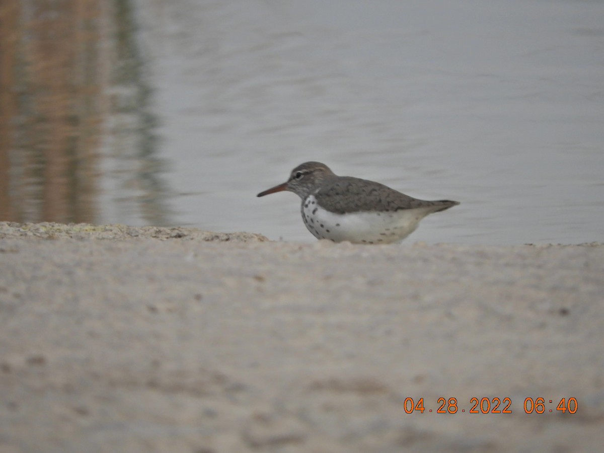 Spotted Sandpiper - ML441346461