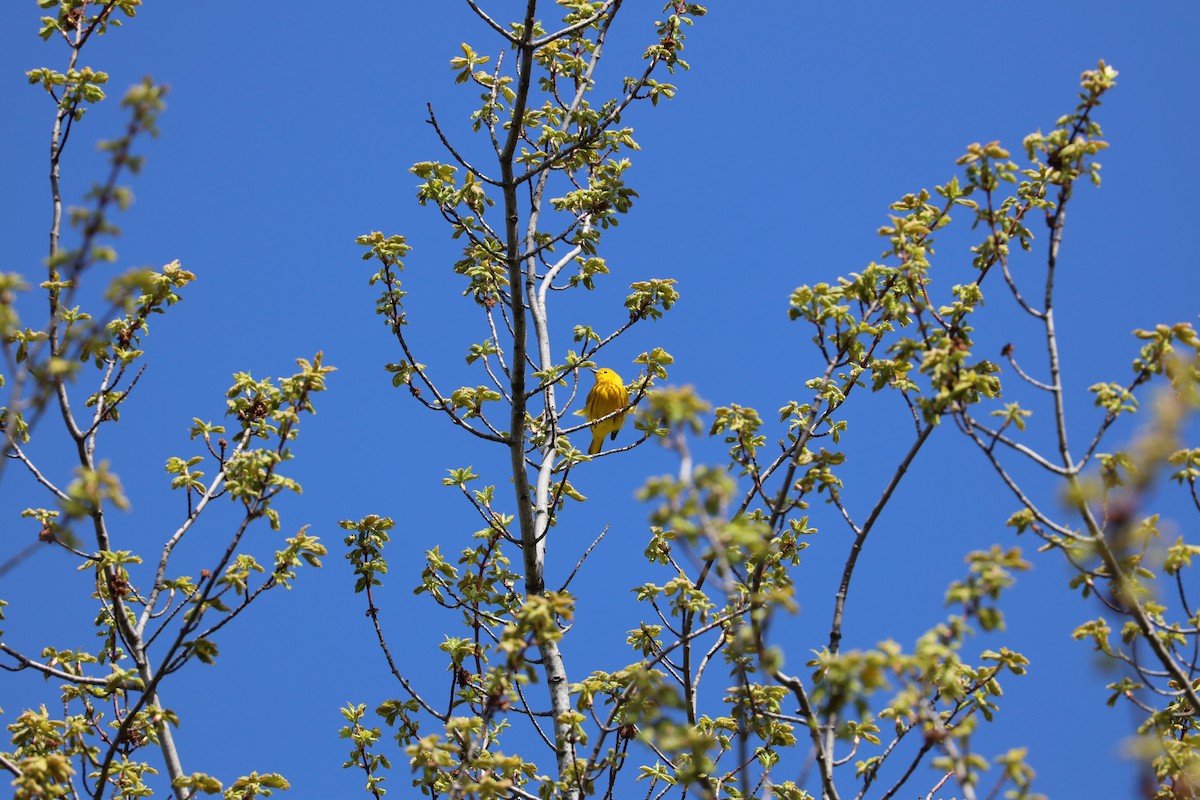 Yellow Warbler (Northern) - ML441347311