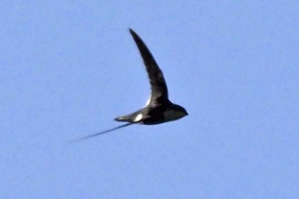 White-throated Swift - ML441347611