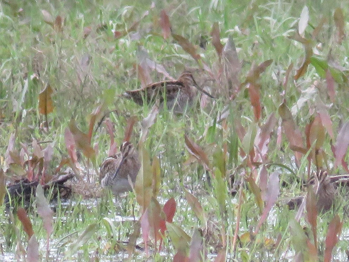 Wilson's Snipe - ML44134791