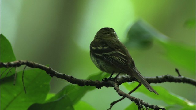 Acadian Flycatcher - ML441349