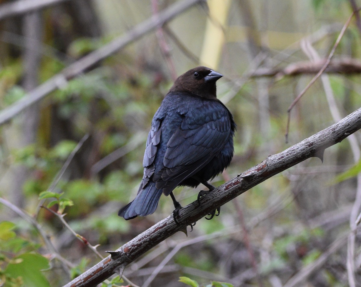 Brown-headed Cowbird - Peter Olsoy