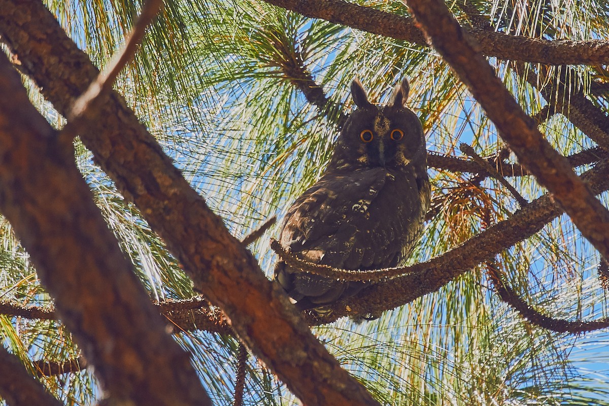 Stygian Owl - ML441349511