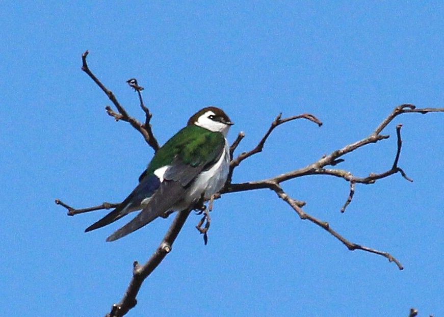 Violet-green Swallow - ML441349661