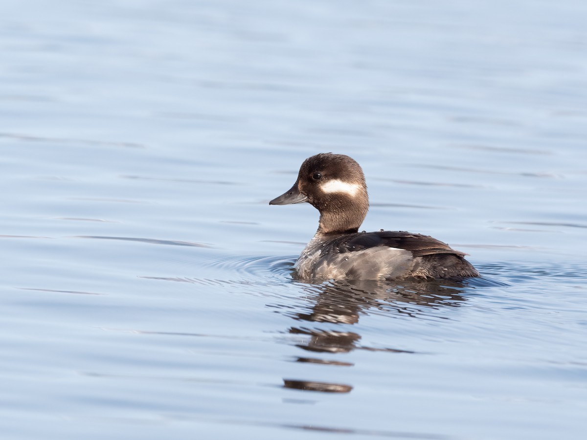 Bufflehead - ML441350711