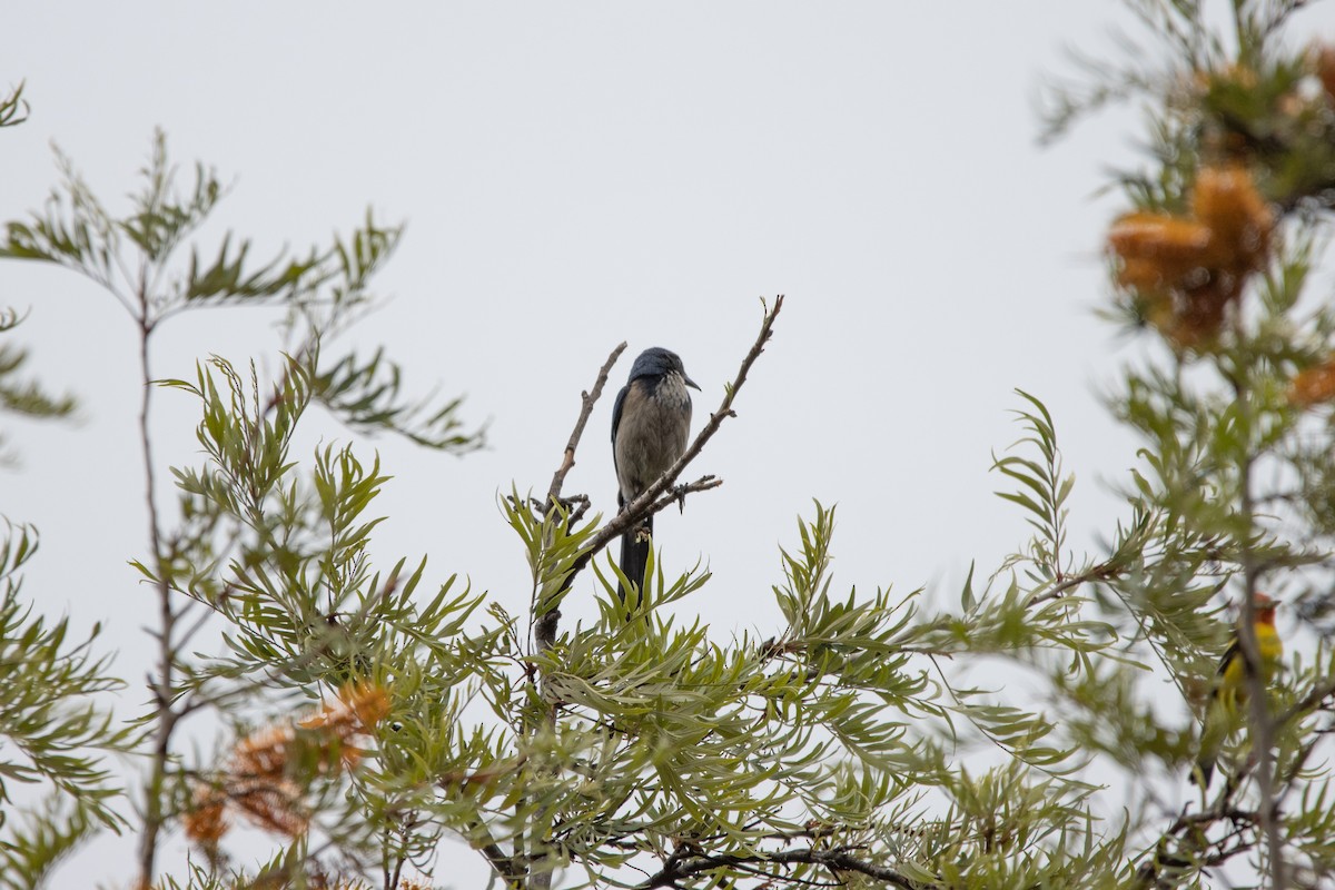 California Scrub-Jay - ML441350851