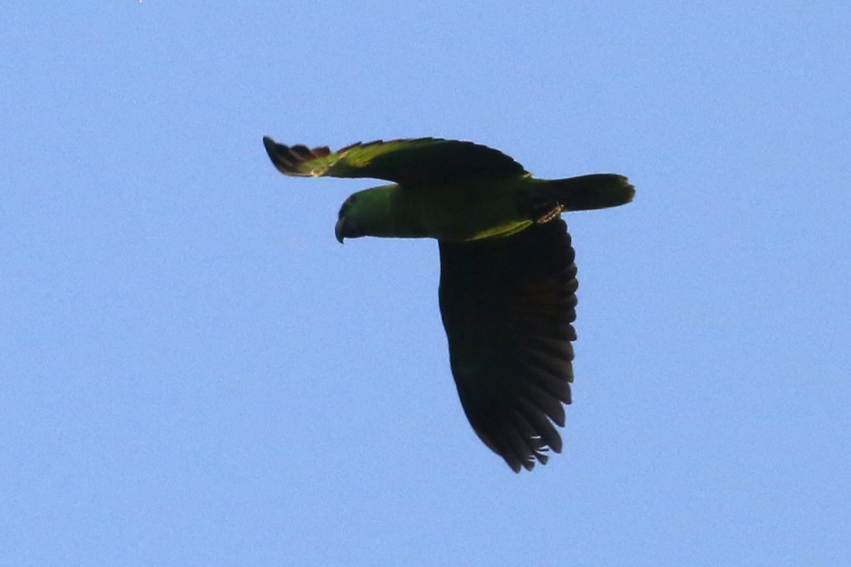 Yellow-naped Parrot - Charles Davies