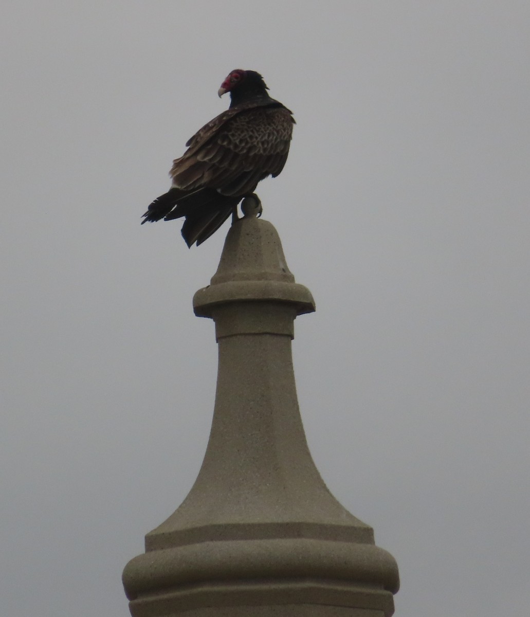 Turkey Vulture - ML441352311