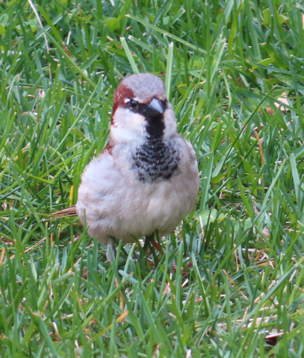 House Sparrow - Horst Onken