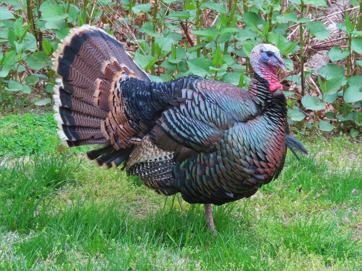 Wild Turkey - ML441353171