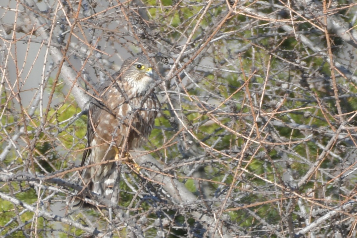 Merlin - ML441353181