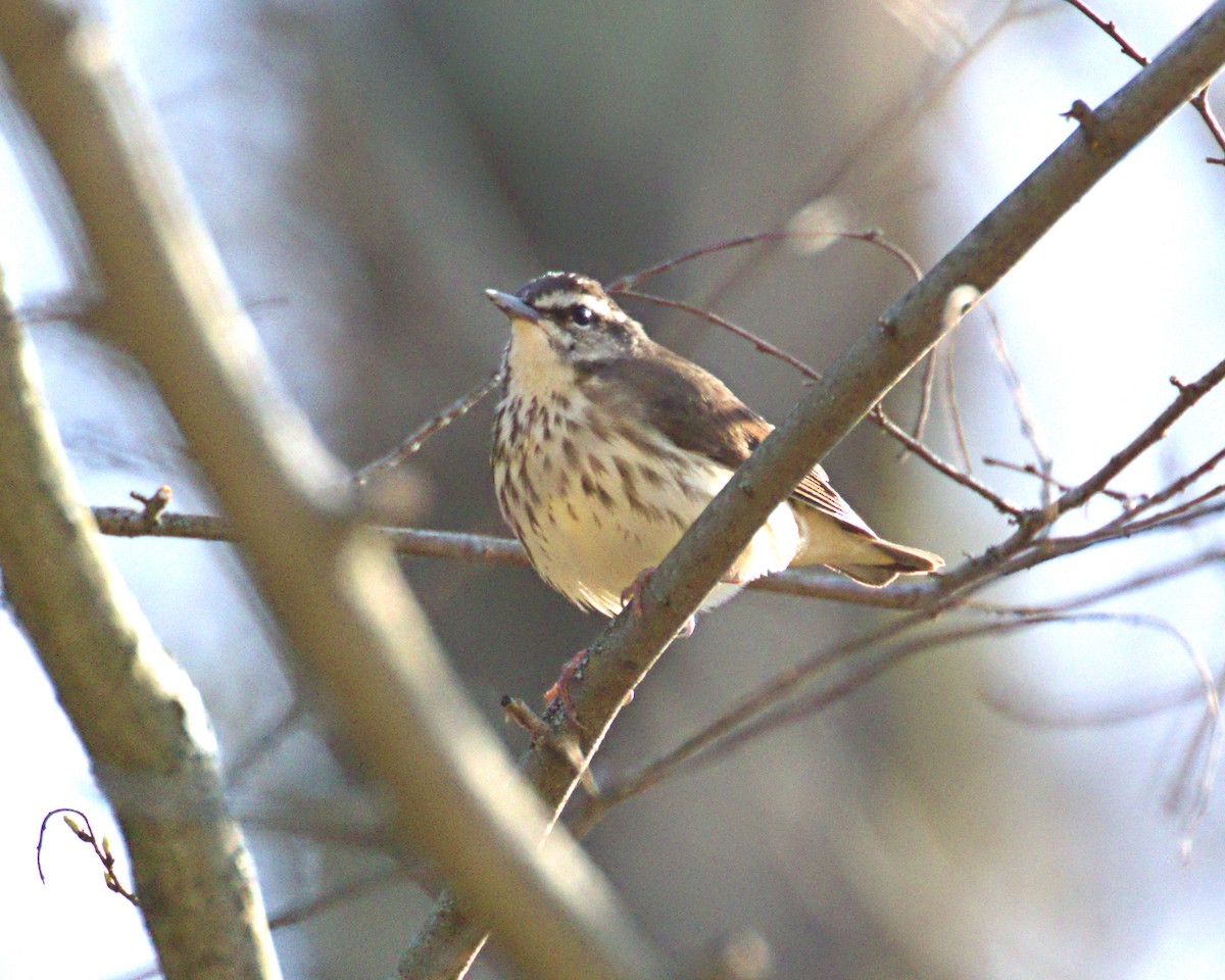 Louisiana Waterthrush - ML441353961