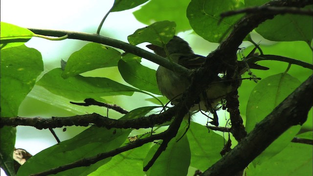 Acadian Flycatcher - ML441354