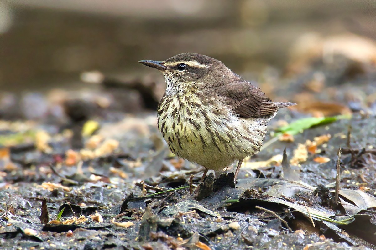 Northern Waterthrush - ML441354341