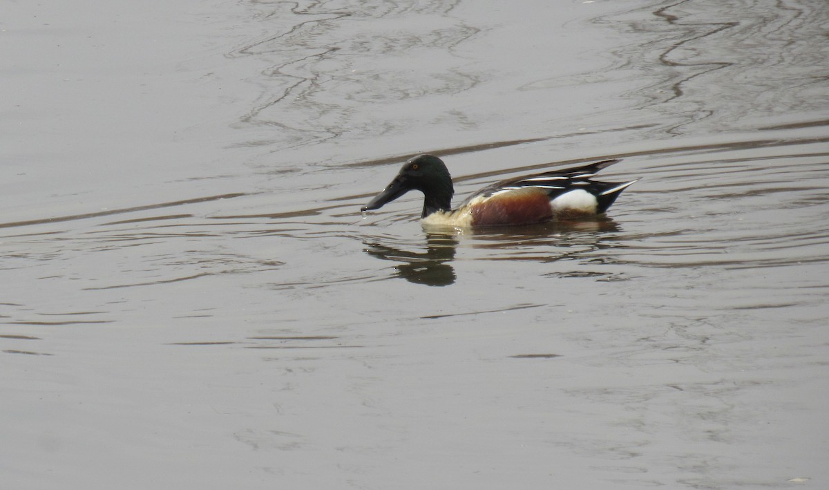 Northern Shoveler - ML441357251