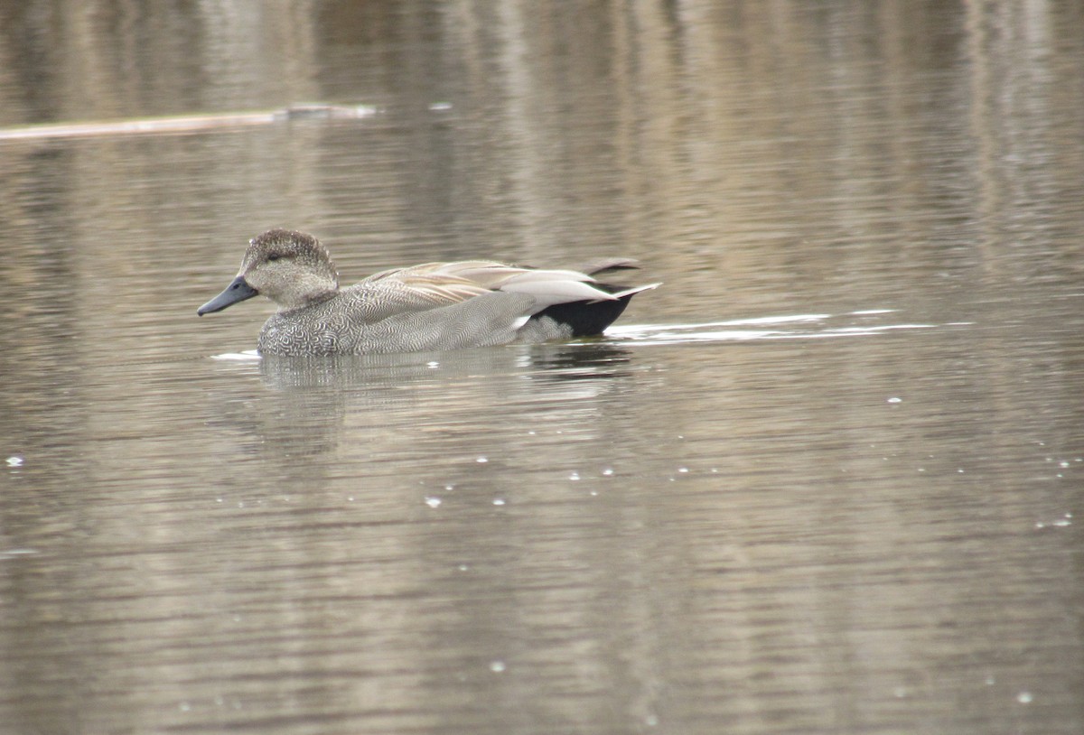 Gadwall - ML441357331