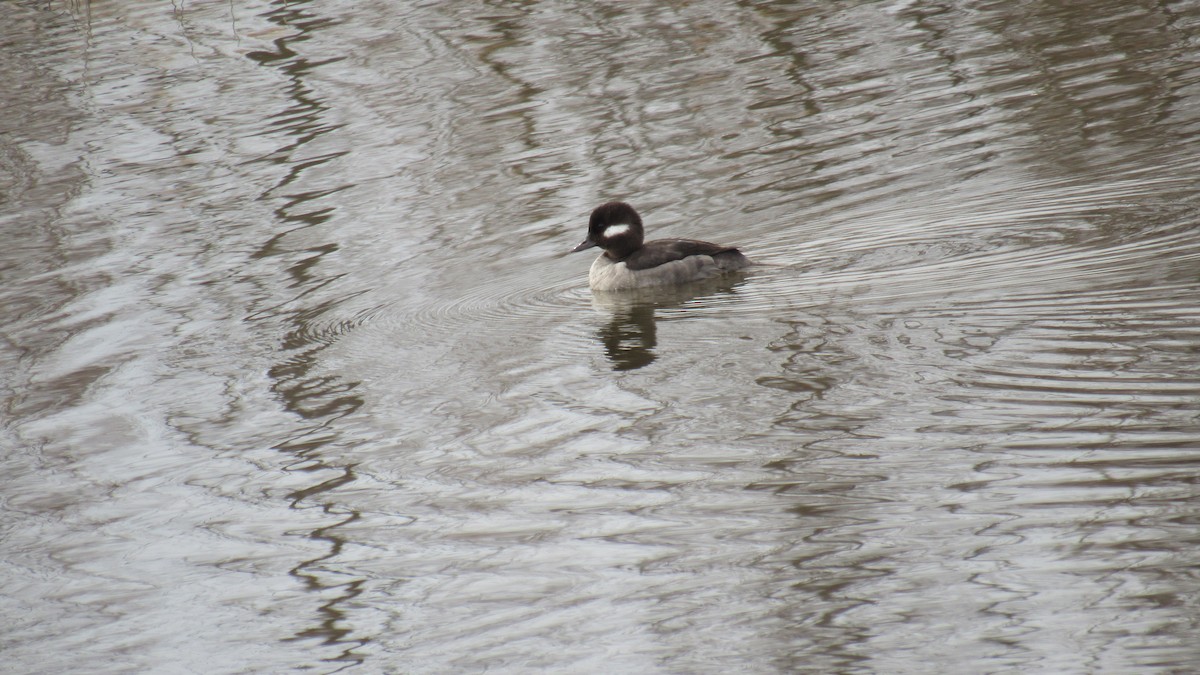 Bufflehead - ML441357391